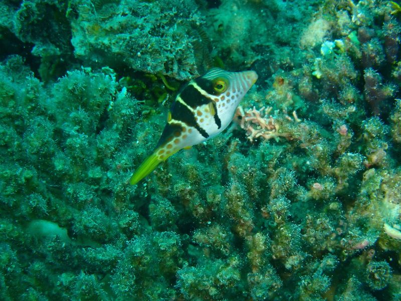 Canthigaster valentini около коралловой колонии на рифе Фиджи