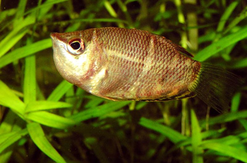 Шоколадный гурами Sphaerichthys osphromenoides во время ротовой инкубации икры