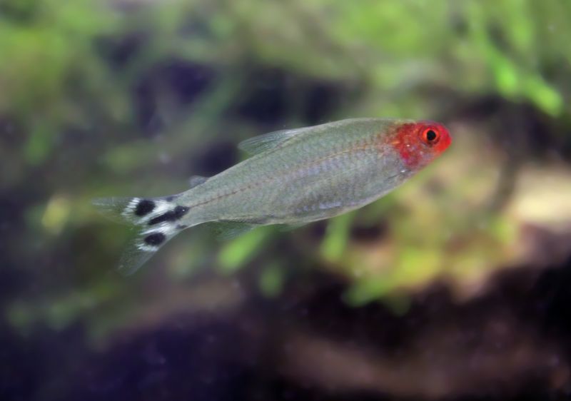 Красноносая тетра (Hemigrammus rhodostomus) в боковой проекции: отчётливо видны компактная голова, стройный веретеновидный корпус и выразительные горизонтальные полосы на лопастях хвоста