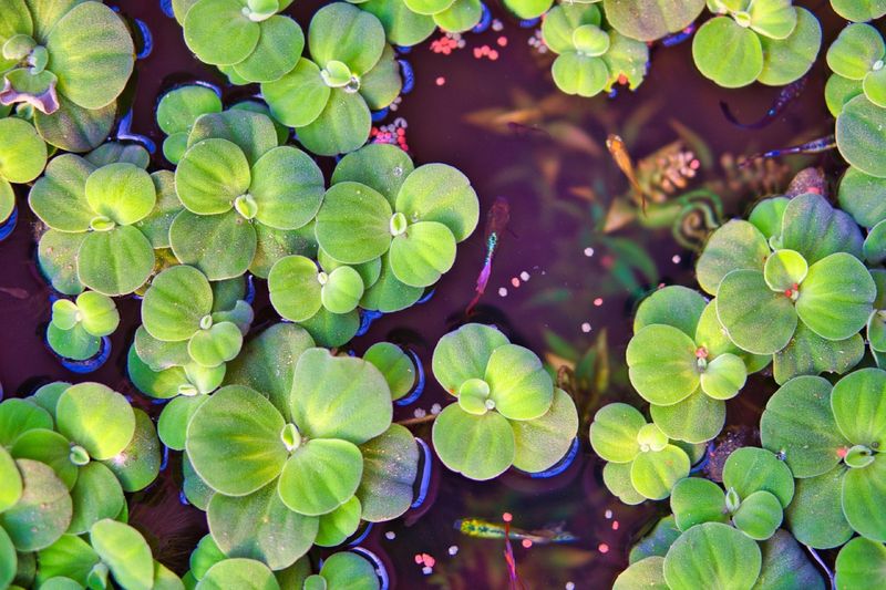 В мягкой воде растения лучше усваивают магний и другие микроэлементы, чем в очень жёсткой – это касается и грунтовых кустов, и плавающих видов