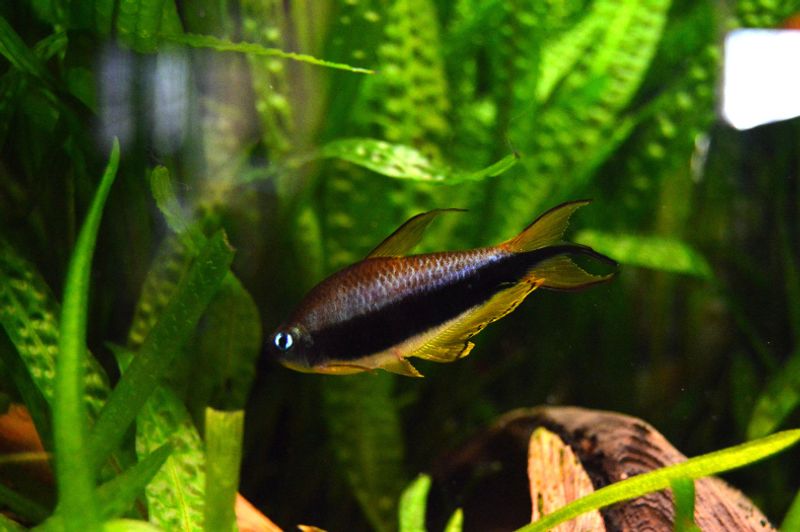 Взрослый самец тетры-императора (Nematobrycon palmeri) в полный профиль: чётко виден зубчатый трёхлопастной хвостовой плавник («трезубец»), удлинённый спинной плавник и глубокая чёрная полоса