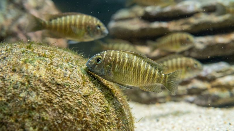 Группа Tropheus moorii соскребает эпилитон с освещённых камней, воспроизводящих мелководный биотоп озера Танганьика