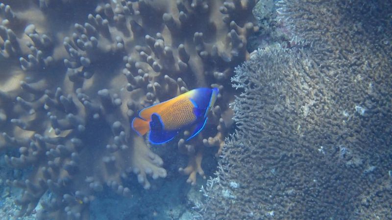 Синепоясый ангел (Pomacanthus navarchus) проплывает над краем колонии столовидной акропоры в Раджа-Ампат