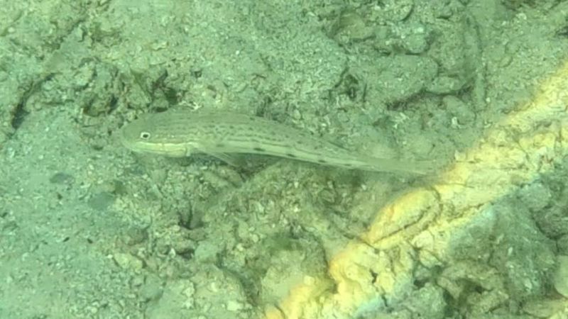 Valenciennea longipinnis около укрытия под коралловыми обломками