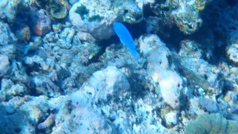 Взрослая сапфирная хризиптера (Chrysiptera cyanea) плывёт над рифовым основанием