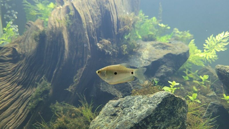 Молодой Trichopodus trichopterus – природная серебристо-оливковая форма вида; в продаже чаще встречается голубая цветовая разновидность
