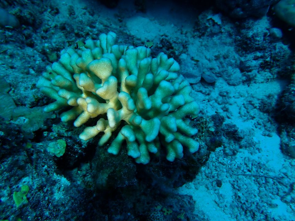 0c462de0-7748-46ad-bf77-7033e0171316