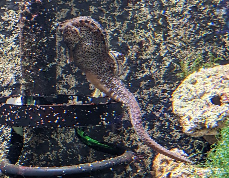 Морской конёк Hippocampus reidi держится хвостом за опору – эта привычка важна и в природе, и в аквариуме