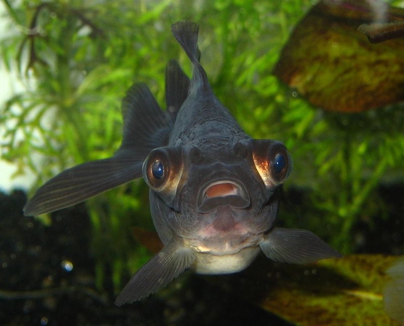 Телескоп чёрный (Carassius auratus) плавает в аквариуме на фоне водных растений