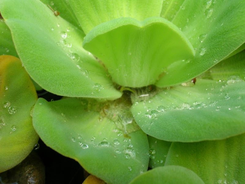 Пистия телорезовидная (Pistia stratiotes) - молодые листья в центре листовой розетки крупным планом