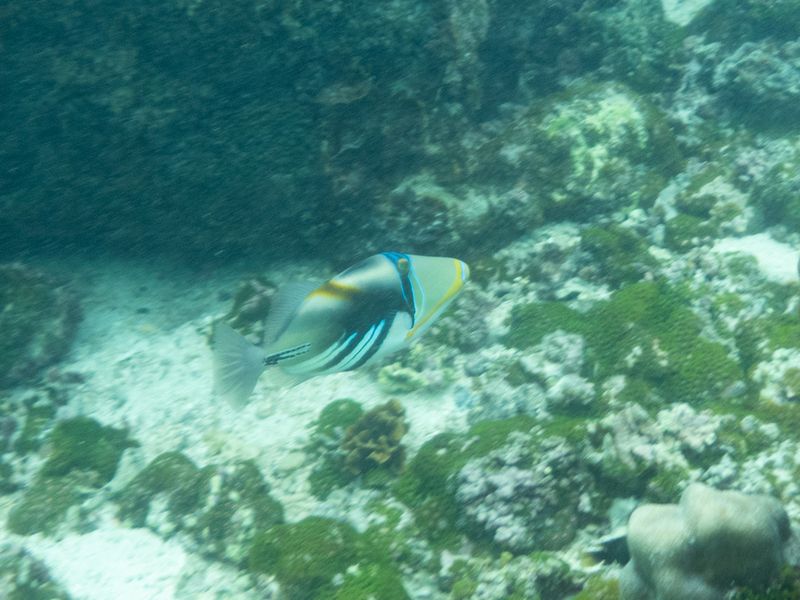 Характерная окраска Rhinecanthus aculeatus: голубые линии на голове, жёлтые элементы и контрастные тёмные полосы на задней части тела