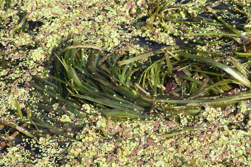 Природная популяция Vallisneria spiralis на речном мелководье в бассейне реки Окаванго