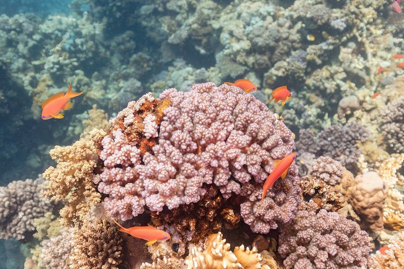 Стайка лирохвостых антиасов кружит над колонией кораллов Pocillopora verrucosa на естественном рифе Красного моря в парке Рас-Мохаммед, Египет