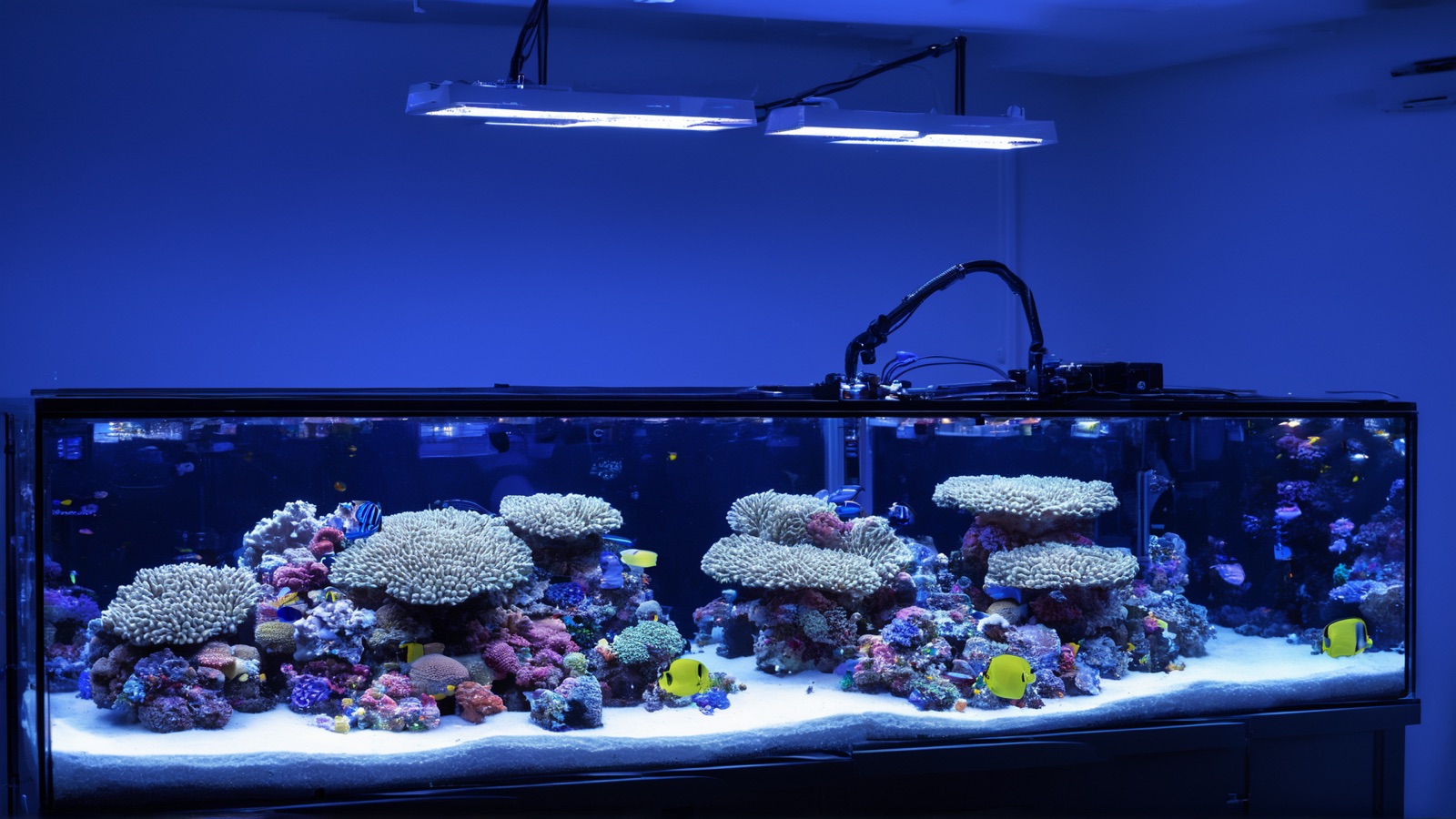 «Гаражная» ферма кораллов Poo Tang Reefs держит коммерческие стандарты воды