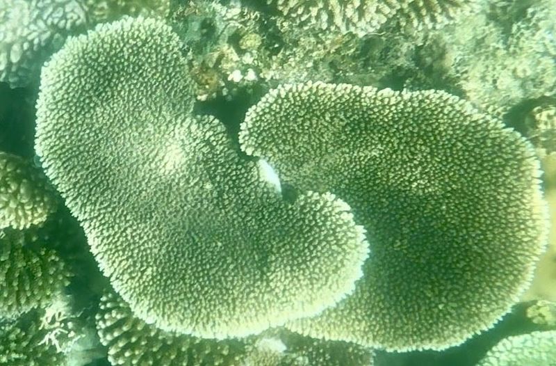 Массивный столовидный коралл на мелководном гребне рифа королевства Тонга