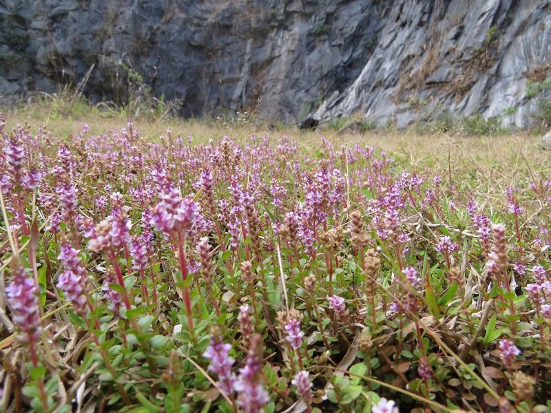 Заросли роталы круглолистной Rotala rotundifolia в естественном прибрежном биотопе Индии