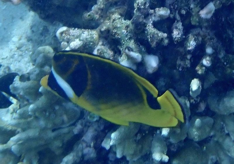 Бабочка-енот Chaetodon lunula плывет среди рифовых кораллов