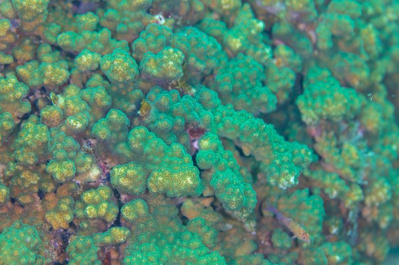 Коралл Pocillopora verrucosa