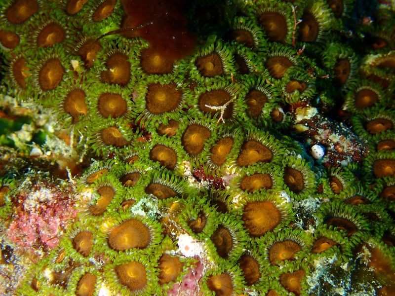 Плотное сомкнутое поселение полипов Zoanthus sansibaricus на рифовой платформе Фиджи