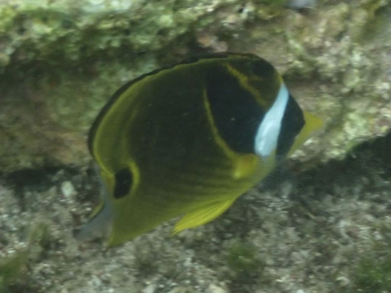 Крупный план взрослой особи Chaetodon lunula с ярким золотистым телом