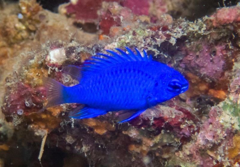 Хризиптера Шпрингера (Chrysiptera springeri) на фоне живых кораллов рифа