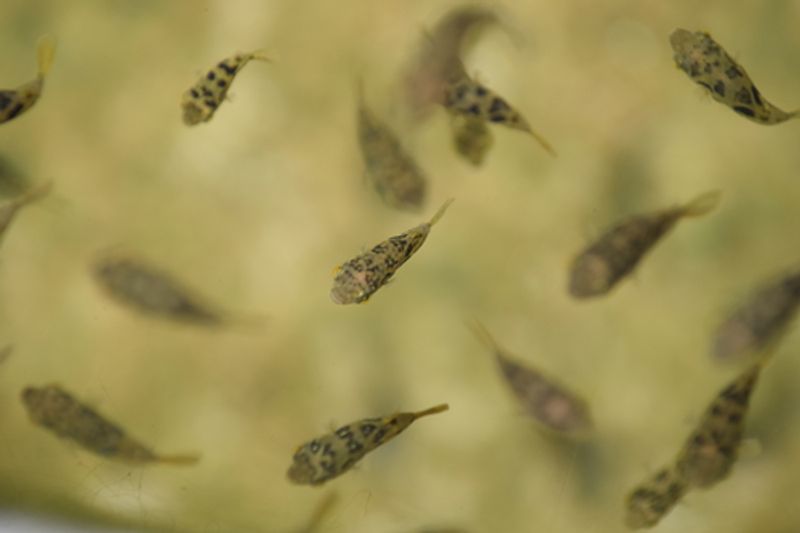Дикие карликовые тетраодоны Carinotetraodon travancoricus группой в естественном пресноводном водоёме Индии