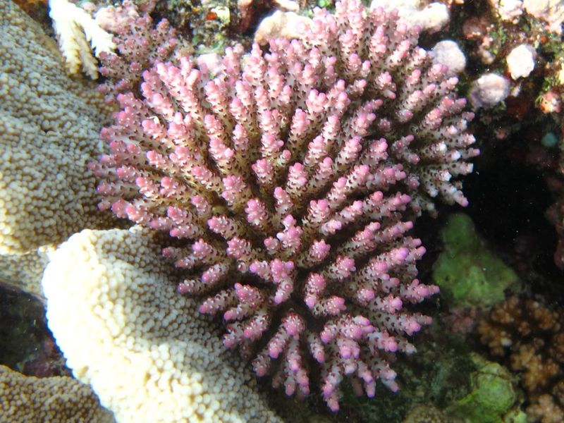 Колония Acropora nana на рифе острова Мер