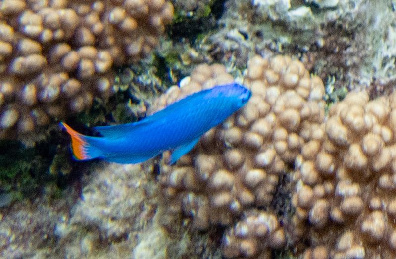 Сапфирная хризиптера (Chrysiptera cyanea) контролирует границы своего каменистого сектора