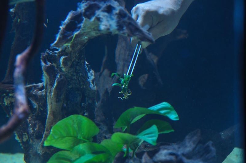 Процесс посадки и точной фиксации куста Anubias Petite пинцетом в композицию аквариума крупным планом