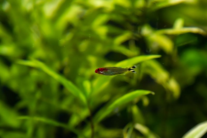 Родостомус держится среди мелколистных водных растений в окружении других рыб