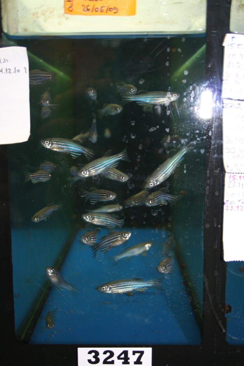 Данио рерио (Danio rerio) в лабораторном аквариуме