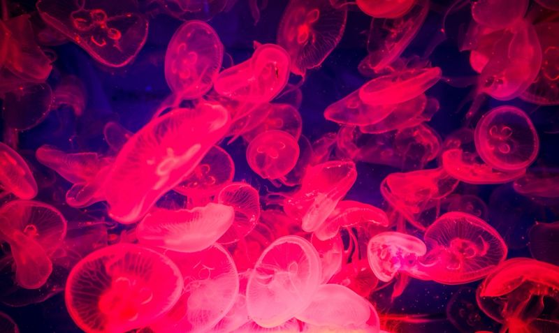 Цветная LED-подсветка – не только эффект: без неё полупрозрачных медуз в тёмной комнате почти не видно