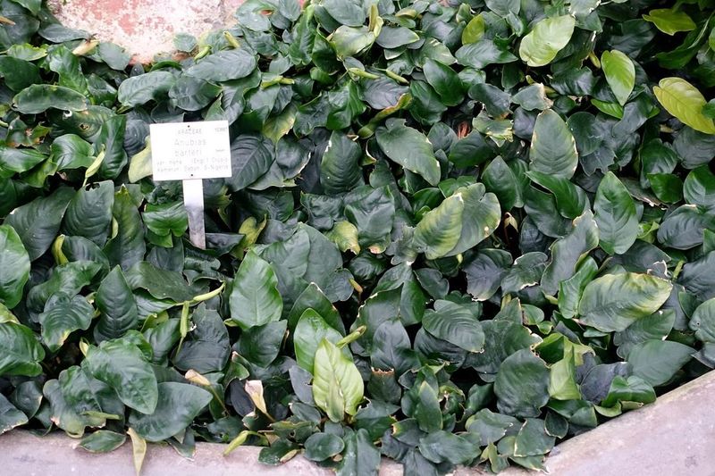 Плотная куртина Anubias barteri var. nana в оранжерее Ботанического сада Гейдельберга