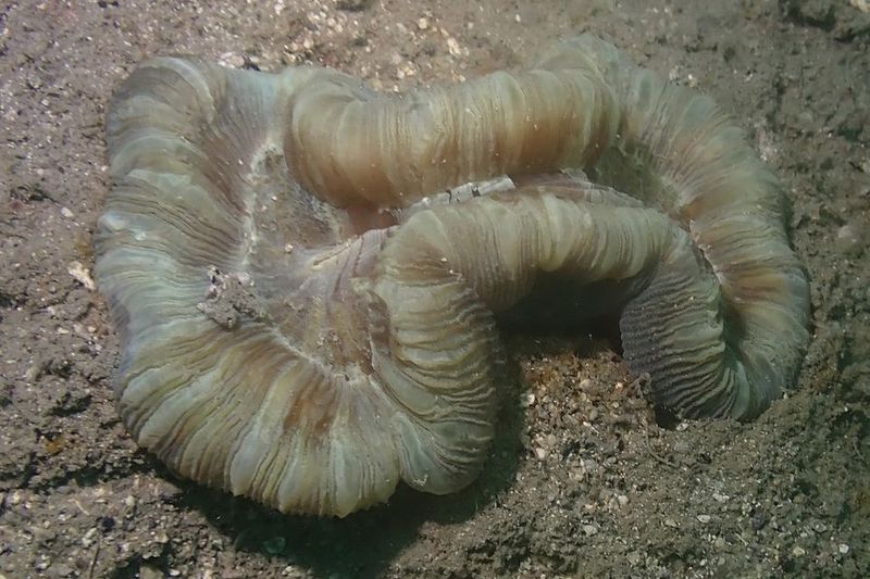 Складчатая мантия трахифиллии Жоффруа (Trachyphyllia geoffroyi) на песчано-илистом грунте