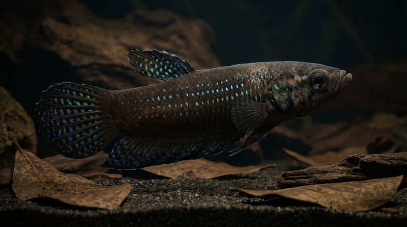Самец Betta edithae с переливающейся чешуей крупным планом. Внешний вид и особенности окраса дикого лабиринтового петушка