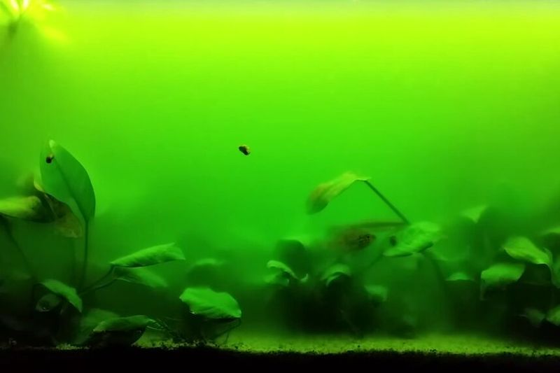 Такую интенсивно-зелёную воду от цветения водорослей и используют как подкормку для дафнии