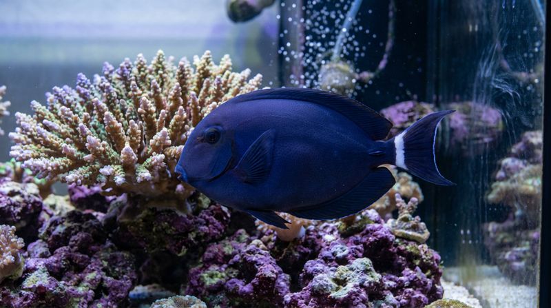 Морская рыба черный хирург в рифовом аквариуме с живыми кораллами и синей подсветкой в домашних условиях содержани