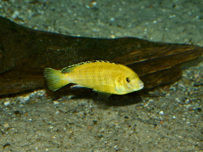 Жёлтый лабидохромис Labidochromis caeruleus в профиль над песчаным грунтом в пресноводном аквариуме