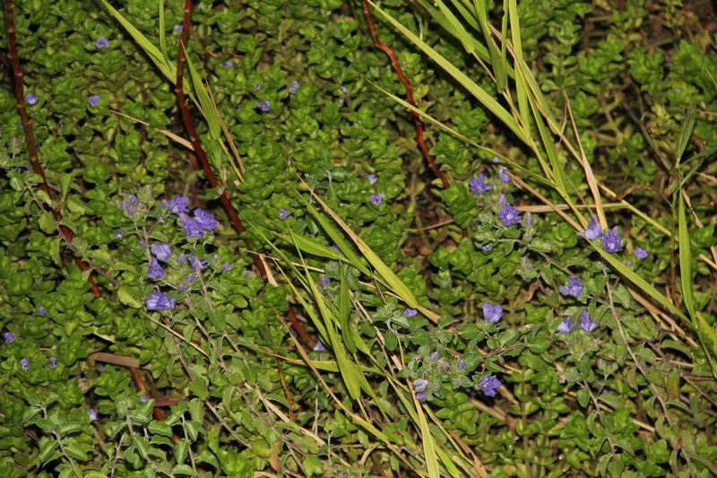 Плотная надводная куртина побегов Bacopa caroliniana с сочными розетками листьев под ярким солнечным освещением