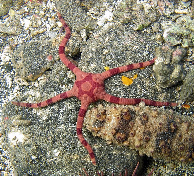 Ophiolepis superba на затененном участке рифа: животное исследует песчаный субстрат под живыми камнями