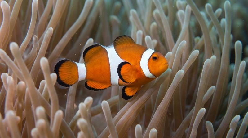 Морская рыбка ложный клоун Amphiprion ocellaris маневрирует между длинными бежевыми щупальцами актинии