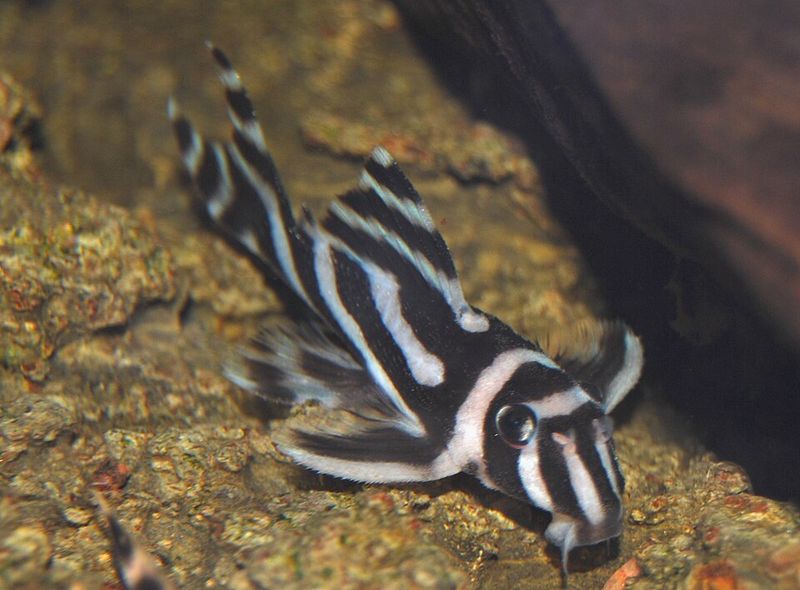  Молодой гипанциструс зебра Hypancistrus zebra L046 с контрастными полосами на теле и плавниках