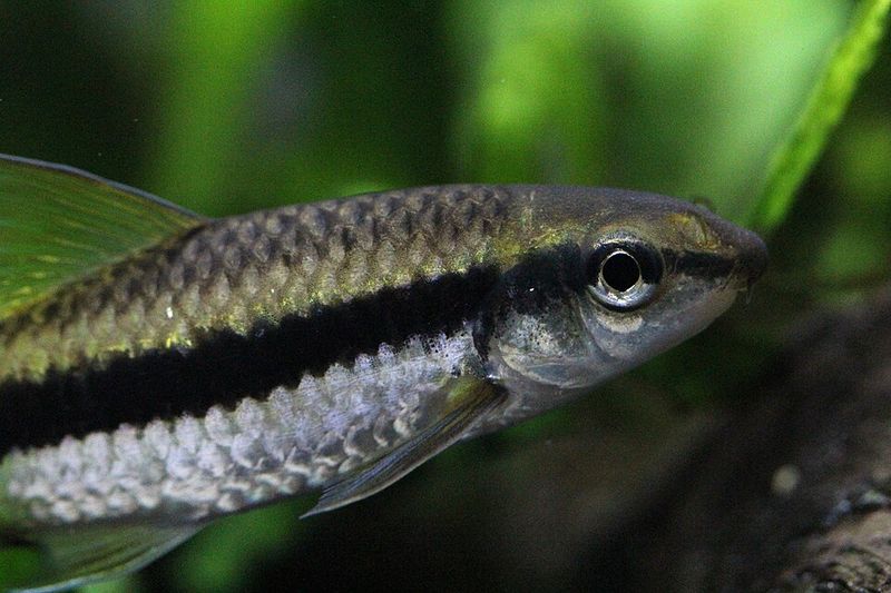 Крупный план головы сиамского водорослееда Crossocheilus oblongus с характерной тёмной полосой вдоль тела