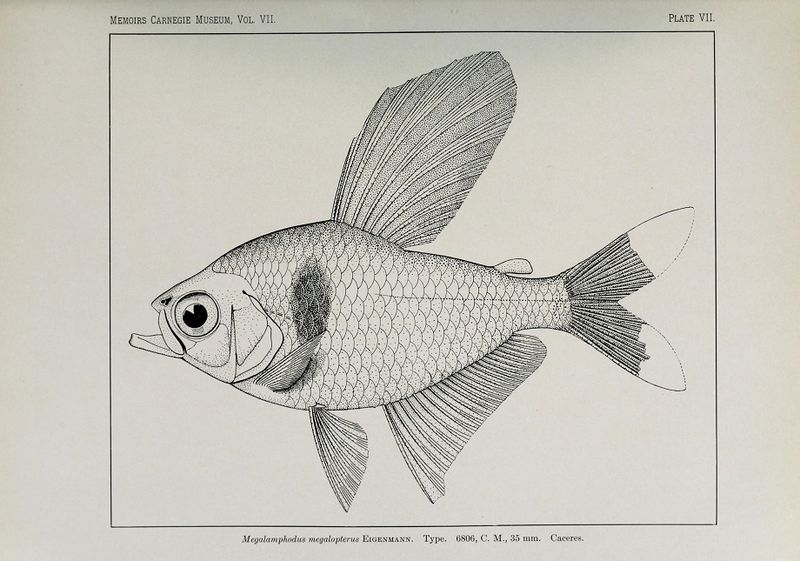 Научная иллюстрация Megalamphodus megalopterus из работы Карла Айгенмана 1915 года