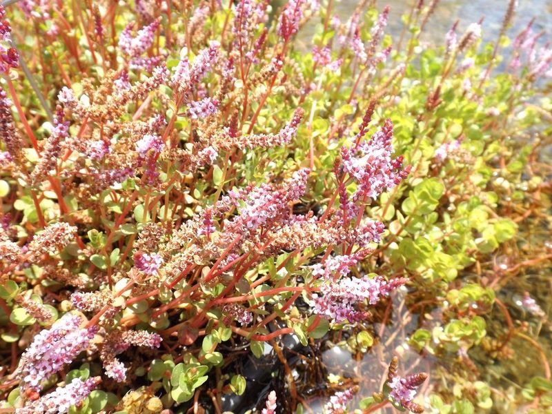 Пышная надводная куртина роталы круглолистной Rotala rotundifolia с округлыми эмерсными листьями и соцветиями