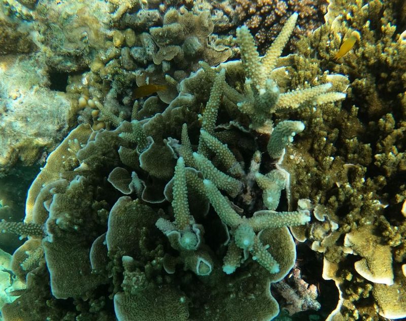 Инкрустирующий фрагмент колонии Montipora с раскрытыми полипами по соседству с мягким кораллом на рифе