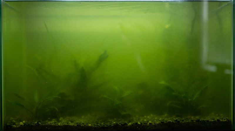Так выглядит классическое цветение воды, когда микроскопические водоросли эвглены лишают аквариум прозрачности