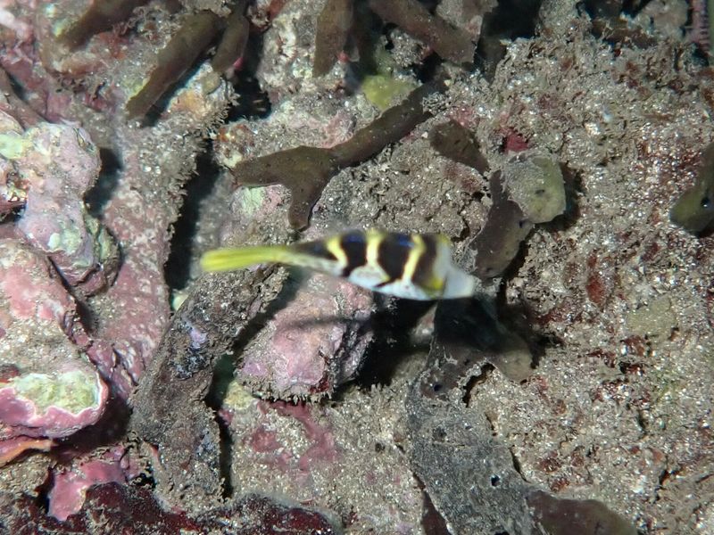 Canthigaster valentini в естественной среде обитания у кораллового субстрата
