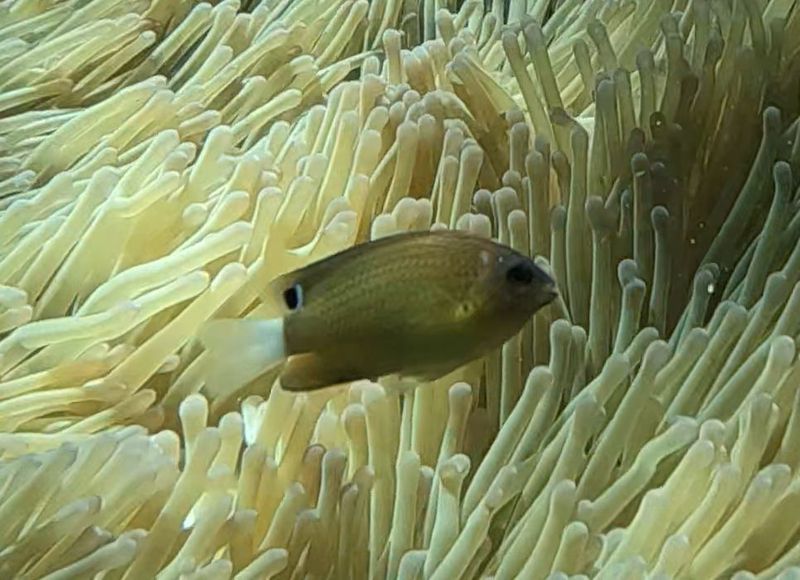Помацентрус пестрый над щупальцами морского анемона на рифе
