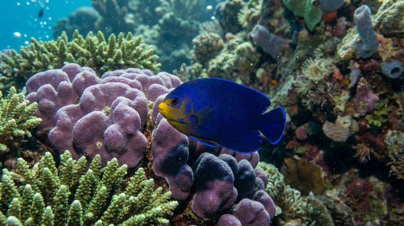 Морской карликовый ангел Centropyge argi проплывает мимо фиолетовых кораллов, осматривая свою территорию на рифе